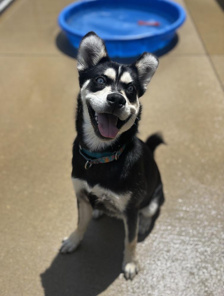 Jasper, a Adoptable mixed breed in Kalamazoo, MI image 2/6