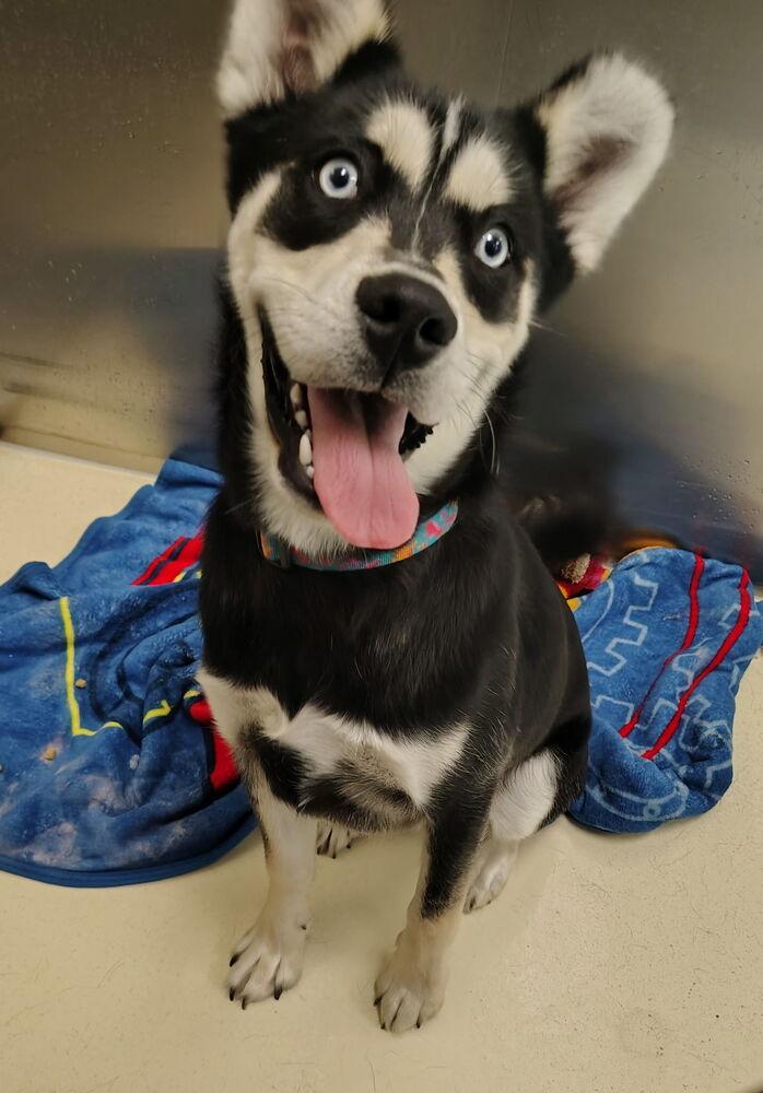 Jasper, a Adoptable mixed breed in Kalamazoo, MI image 3/6