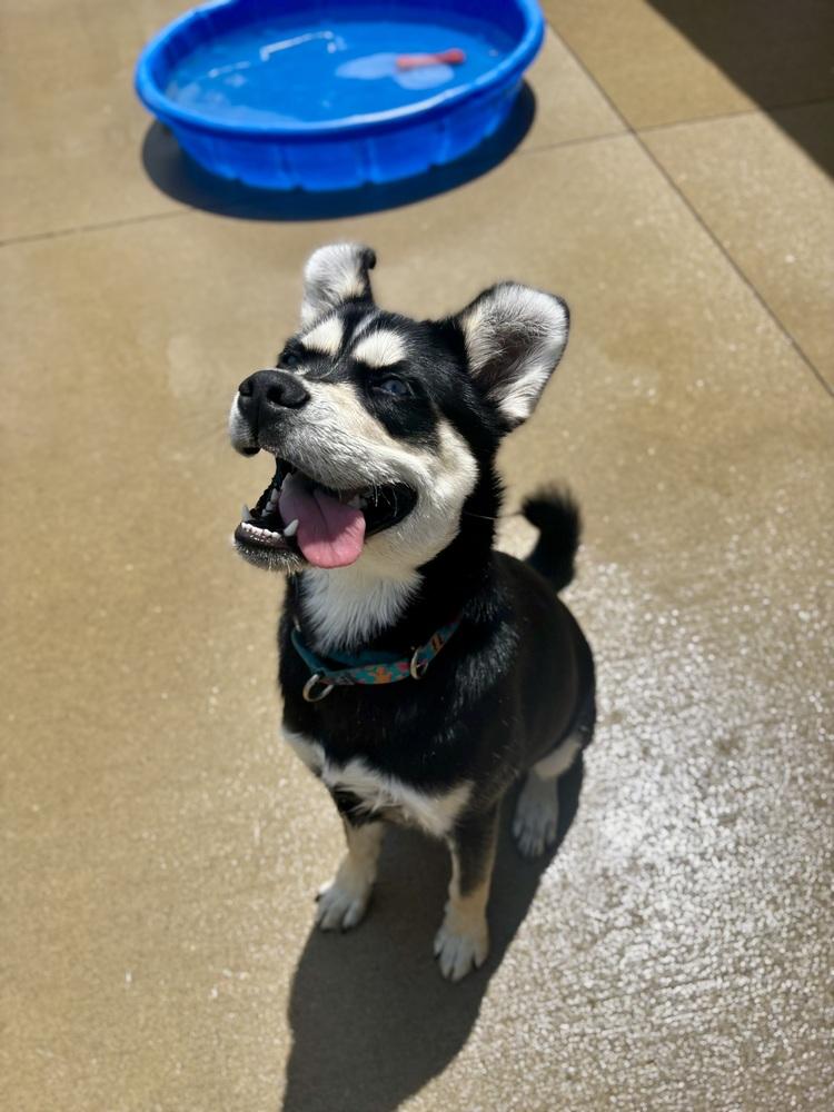 Jasper, a Adoptable mixed breed in Kalamazoo, MI image 4/6