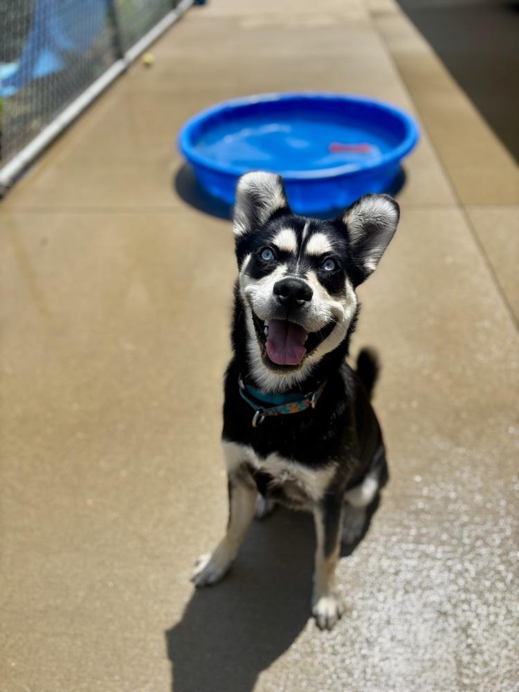 Jasper, a Adoptable mixed breed in Kalamazoo, MI image 5/6