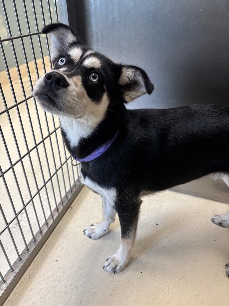 Jasper, a Adoptable mixed breed in Kalamazoo, MI image 6/6