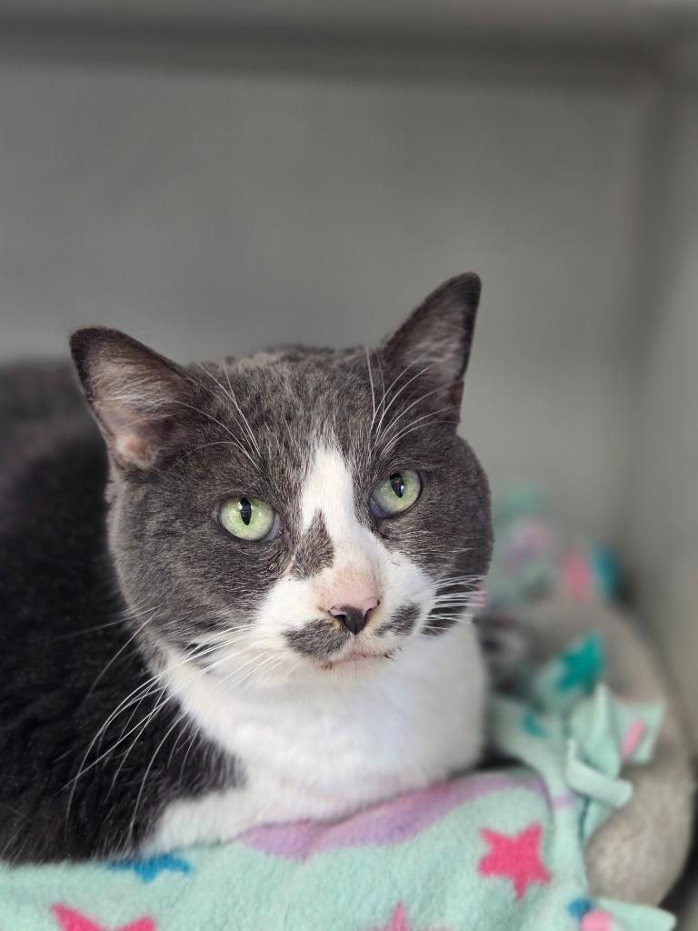 Jazzy, Adoptable, Senior Female Domestic Short Hair.