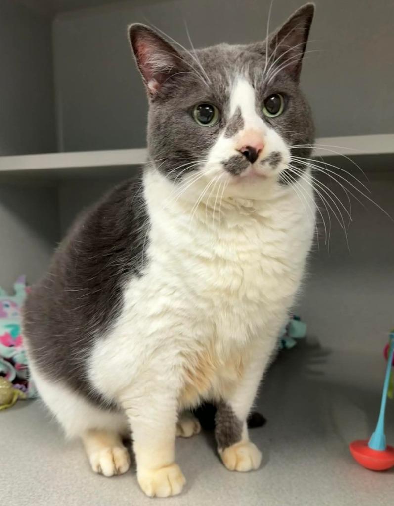 Enlarge Jazzy, a Adoptable mixed breed in Viroqua, WI image 2/2