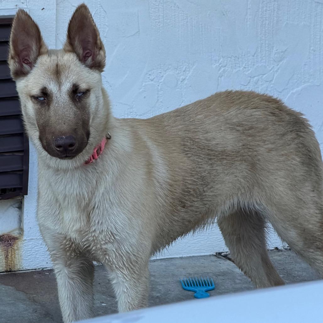 Atlas, Adoptable, Puppy Male German Shepherd Dog & Husky.