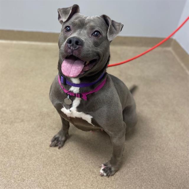 LILLY, Adoptable, Adult Female Pit Bull Terrier.