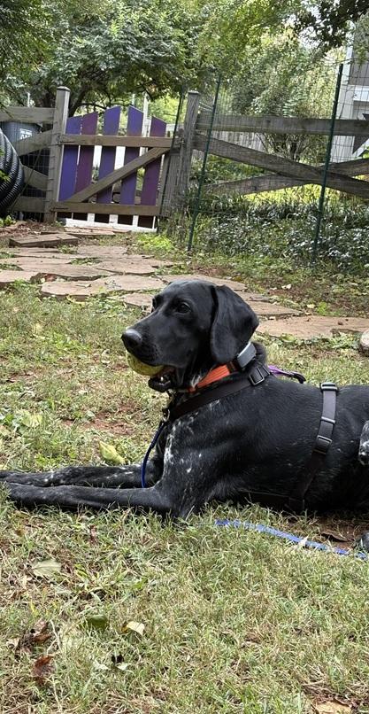 Enlarge Dino, a Adoptable German Shorthaired Pointer in Alexandria, VA image 1/6