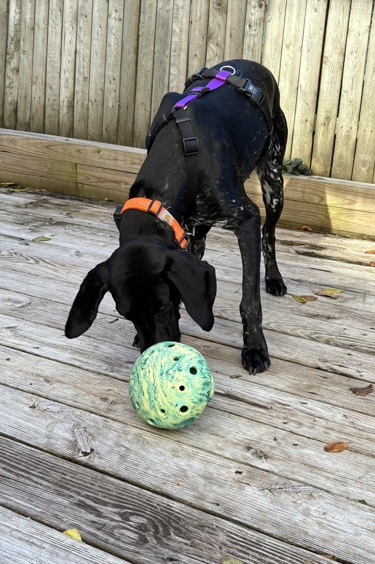 Enlarge Dino, a Adoptable German Shorthaired Pointer in Alexandria, VA image 2/6