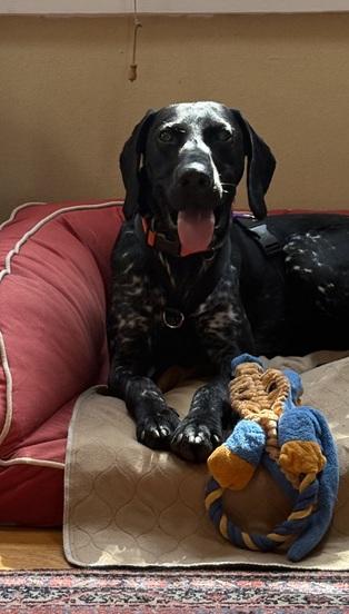 Enlarge Dino, a Adoptable German Shorthaired Pointer in Alexandria, VA image 3/6