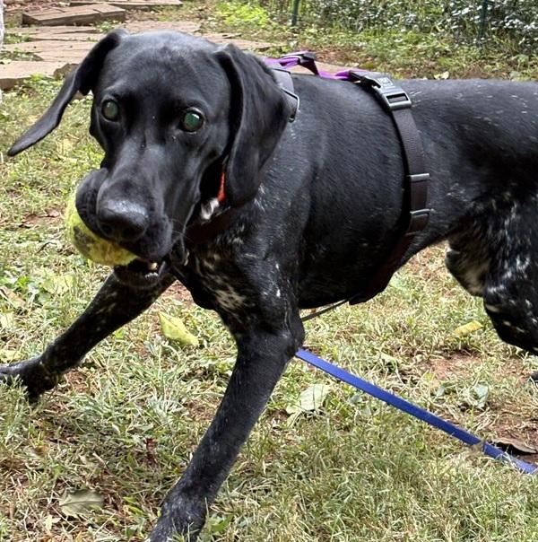 Enlarge Dino, a Adoptable German Shorthaired Pointer in Alexandria, VA image 4/6