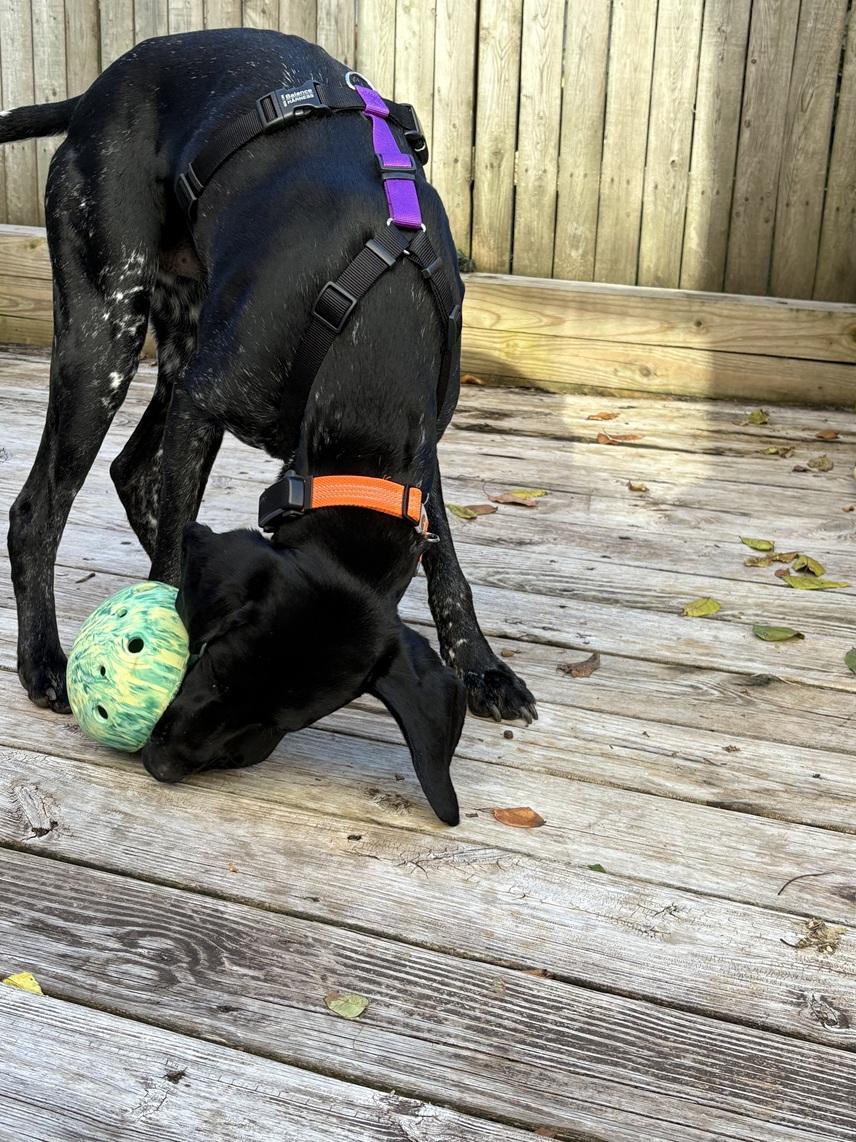 Enlarge Dino, a Adoptable German Shorthaired Pointer in Alexandria, VA image 5/6