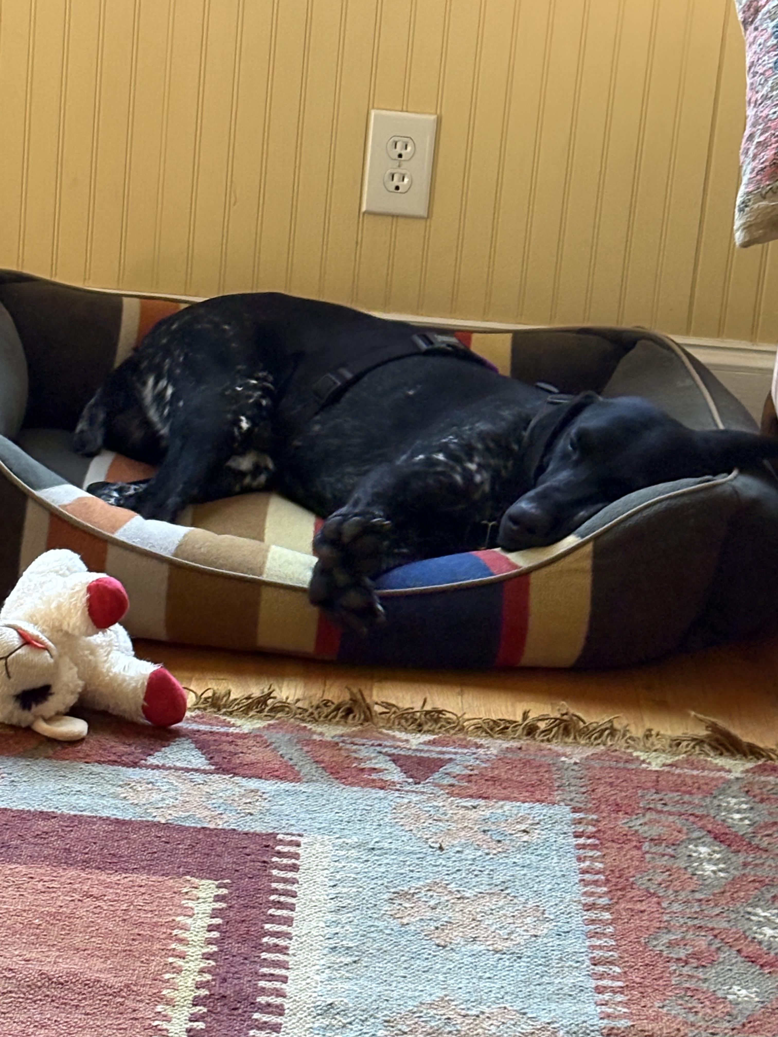 Enlarge Dino, a Adoptable German Shorthaired Pointer in Alexandria, VA image 6/6