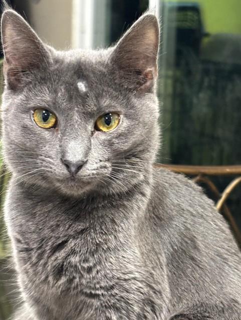 Gamora, ADOPTABLE, Kitten Female Domestic Short Hair.