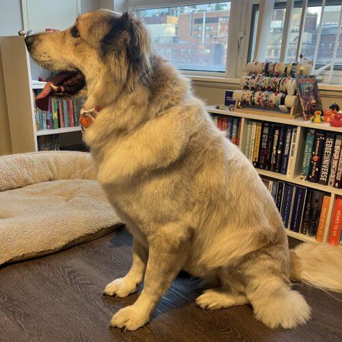 Enlarge Cody, a Adoptable mixed breed in King City, ON image 3/4