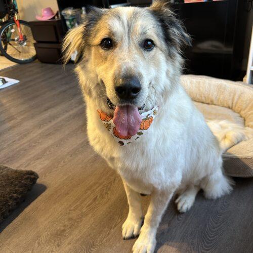 Enlarge Cody, a Adoptable mixed breed in King City, ON image 1/4