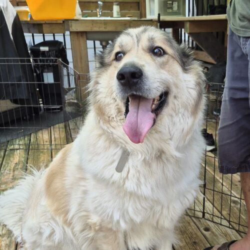 Enlarge Cody, a Adoptable mixed breed in King City, ON image 4/4