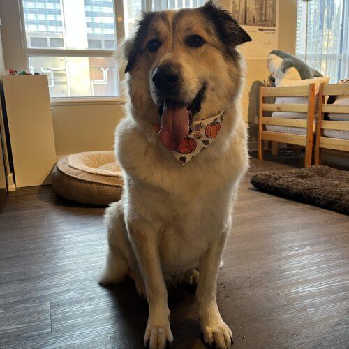 Enlarge Cody, a Adoptable mixed breed in King City, ON image 2/4