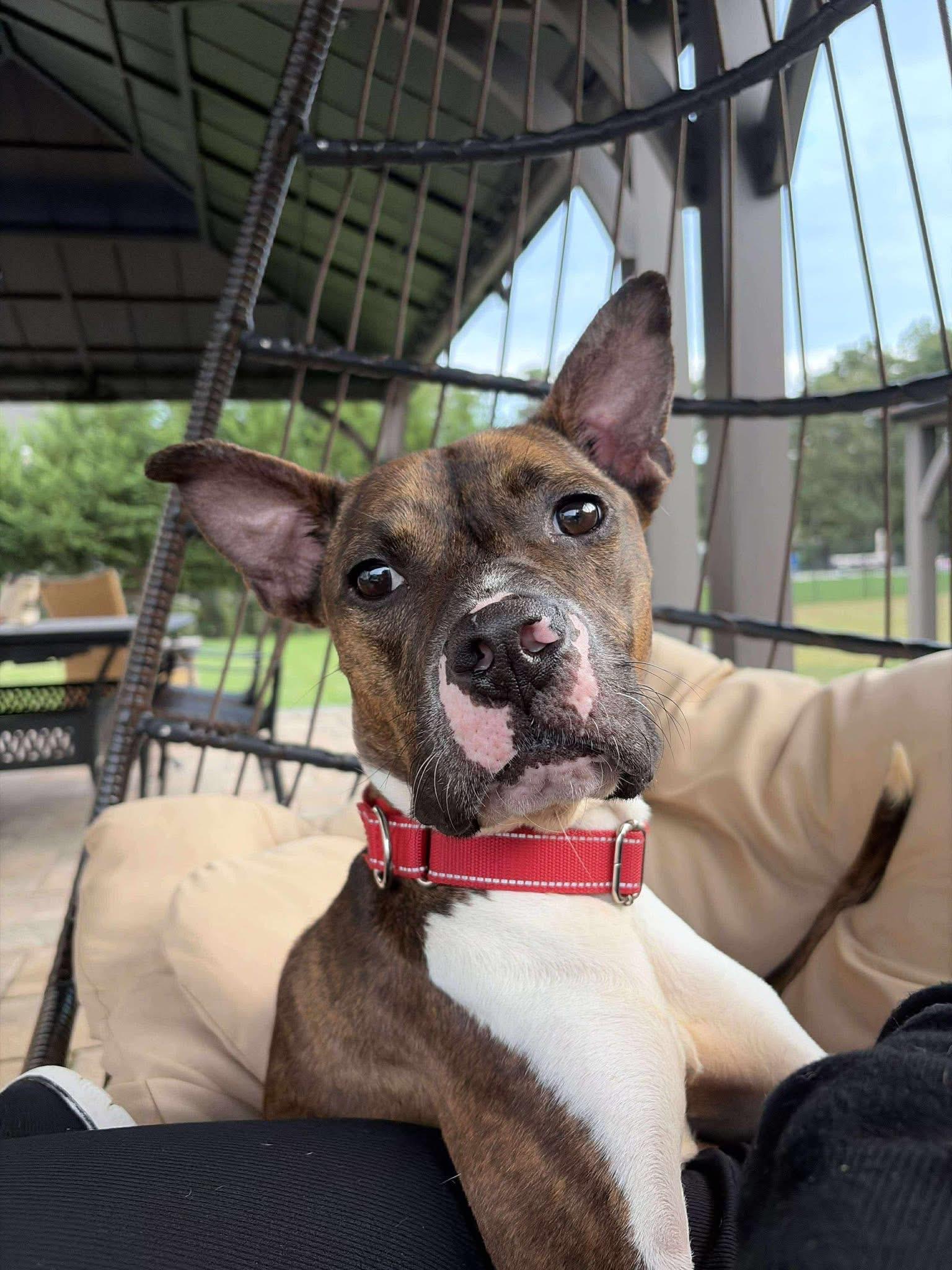 Sheba, a Adoptable mixed breed in Jackson , NJ image 2/5