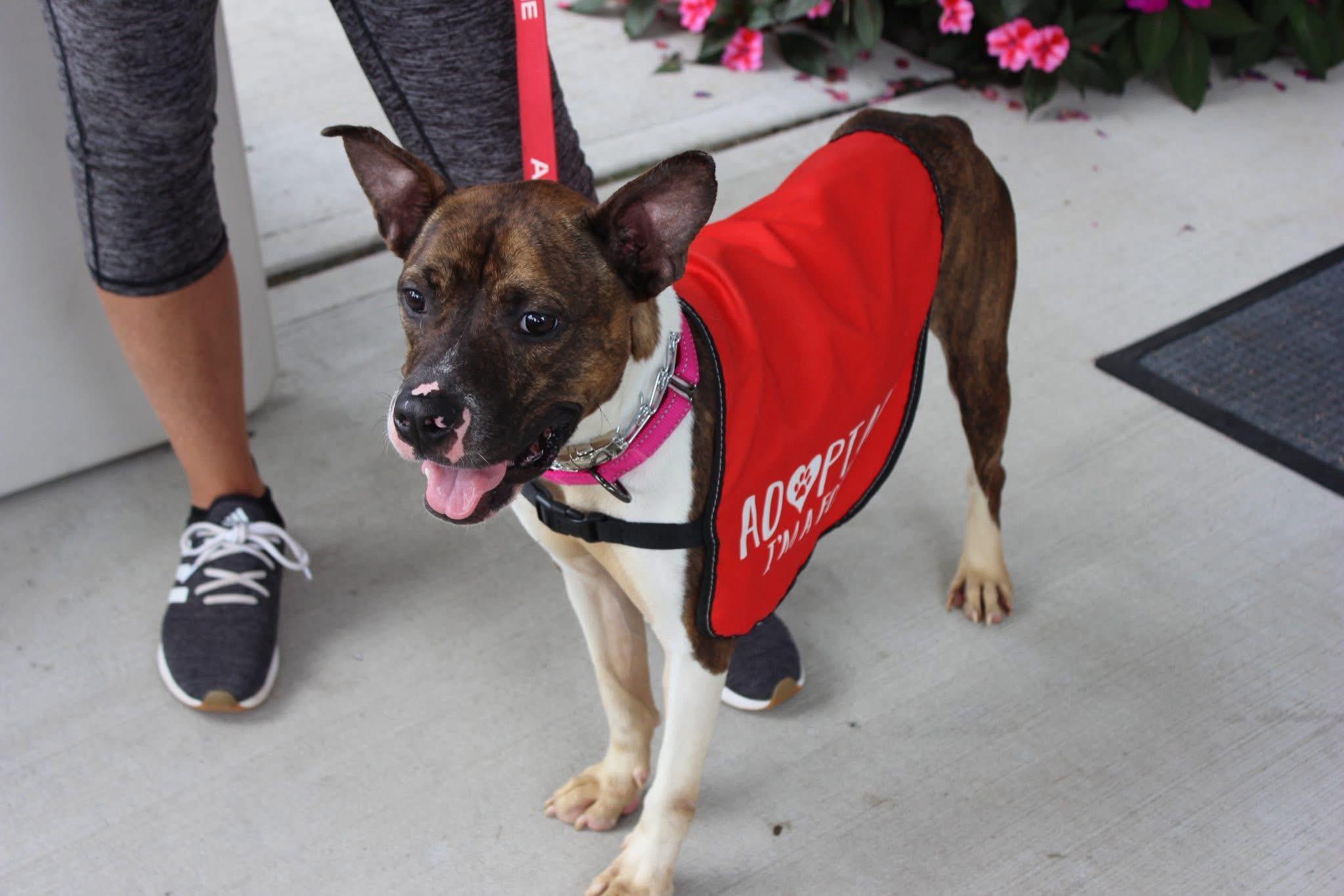 Sheba, a Adoptable mixed breed in Jackson , NJ image 3/5
