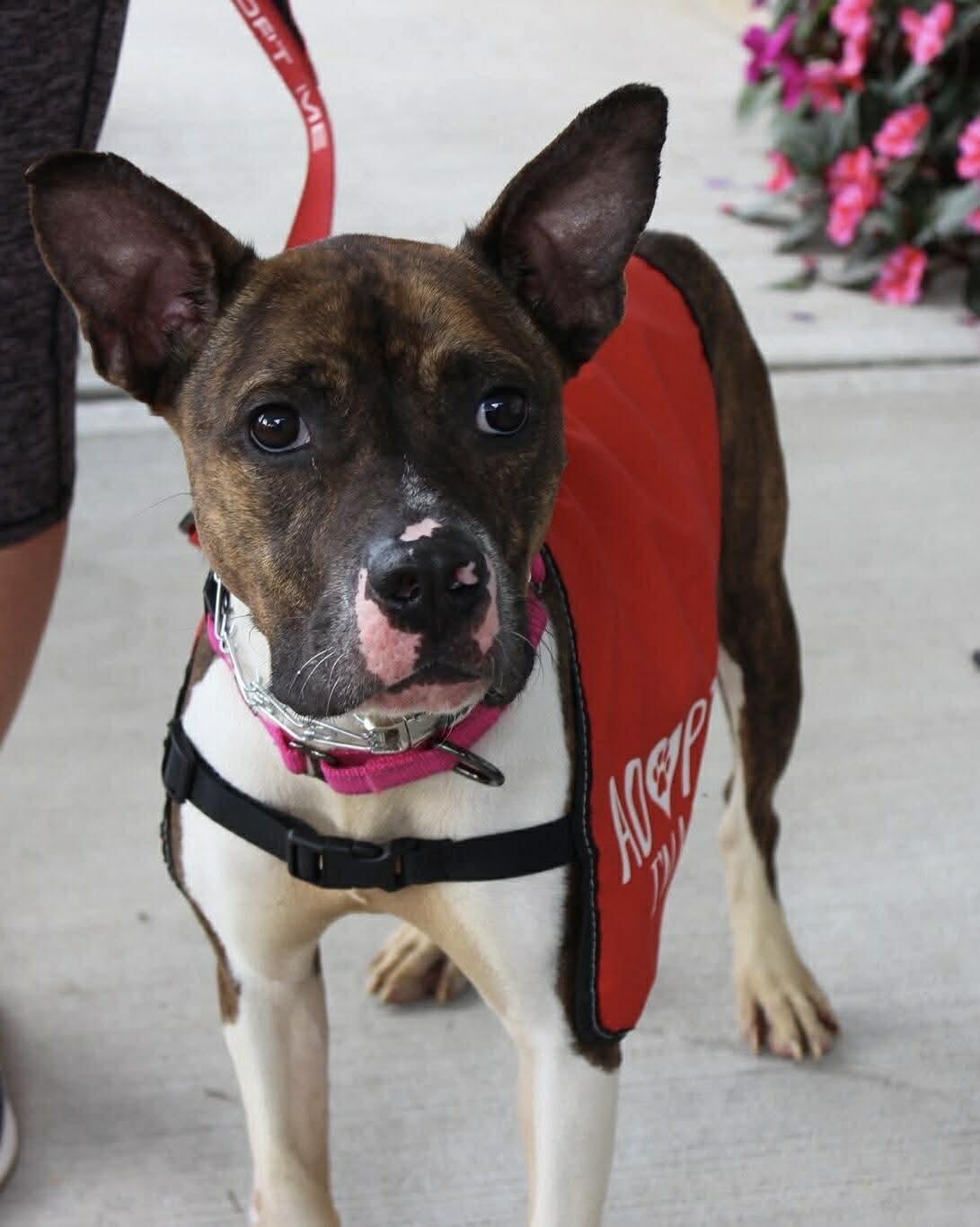 Sheba, Adoptable, Young Female Pit Bull Terrier.