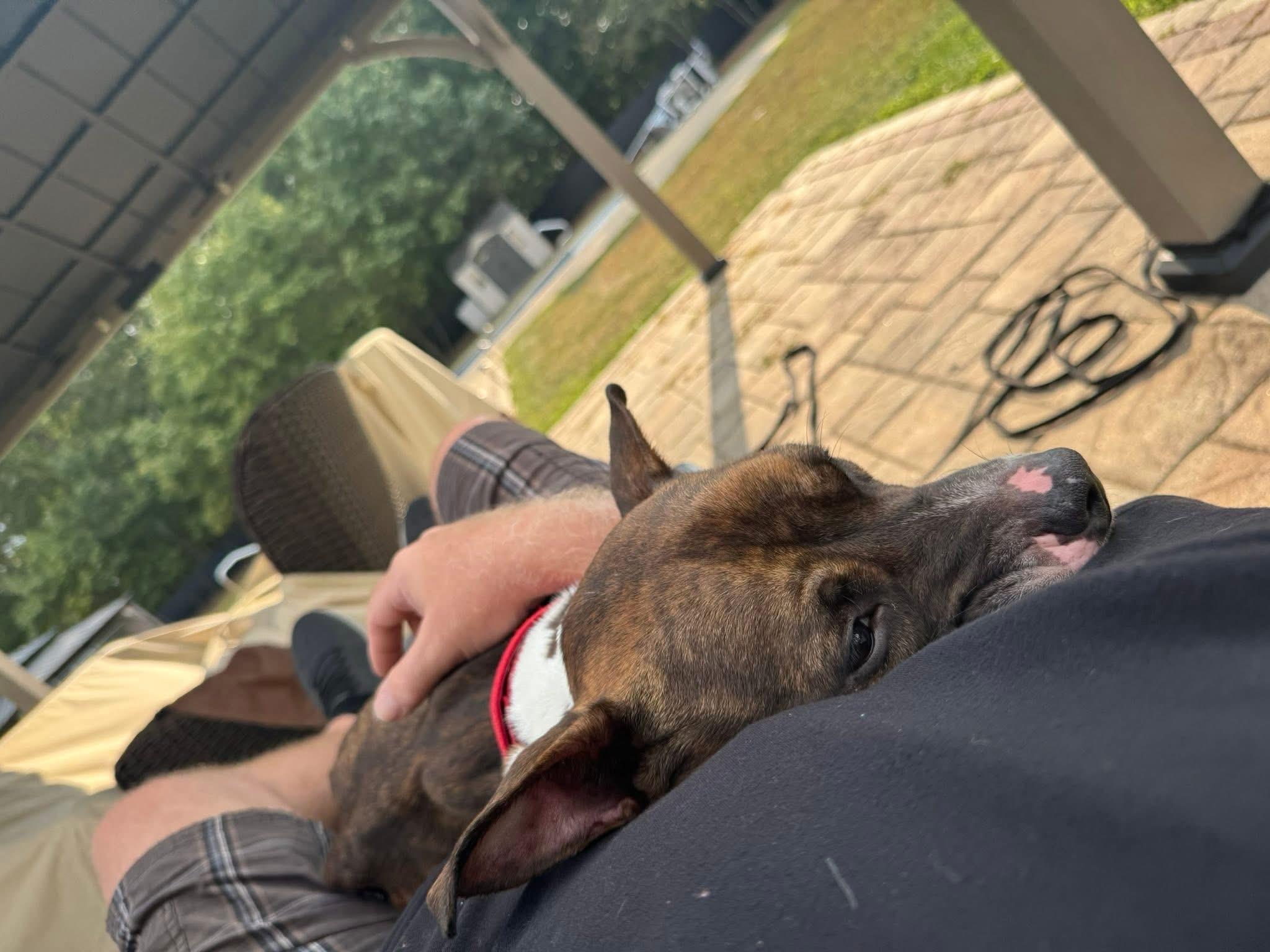 Sheba, a Adoptable mixed breed in Jackson , NJ image 5/5