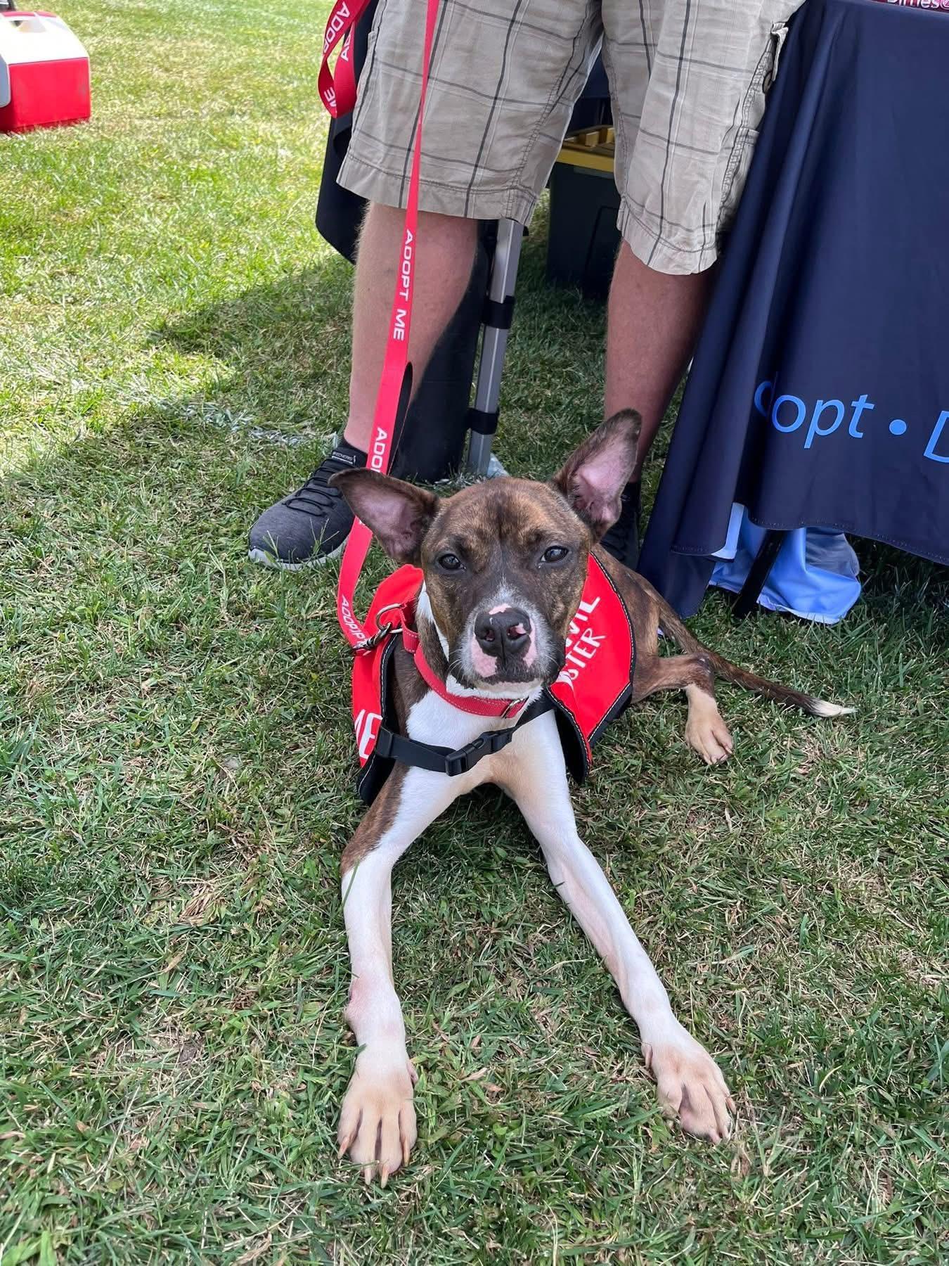 Sheba, a Adoptable mixed breed in Jackson , NJ image 4/5