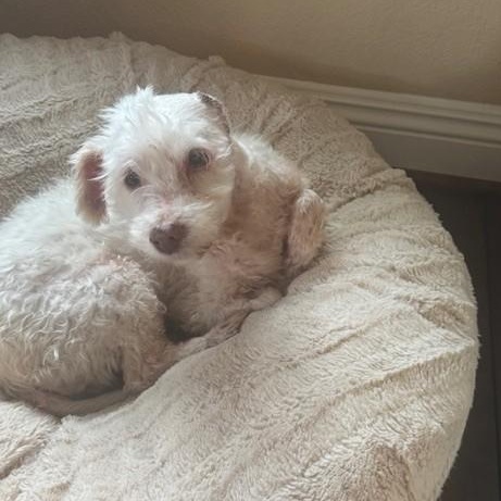 Enlarge Rosie, a ADOPTABLE mixed breed in Poway, CA image 3/4