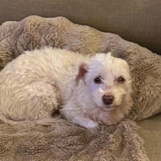 Rosie, ADOPTABLE, Adult Female Poodle.