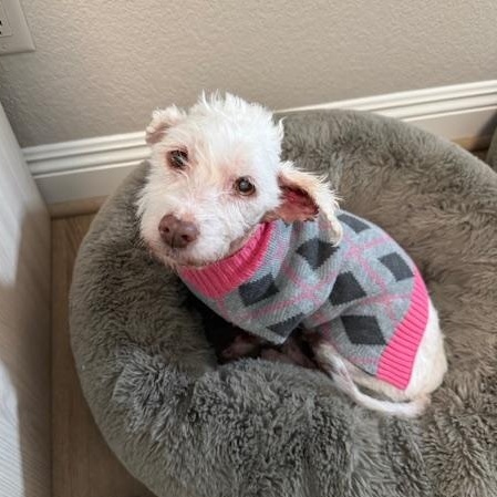 Enlarge Rosie, a ADOPTABLE mixed breed in Poway, CA image 4/4