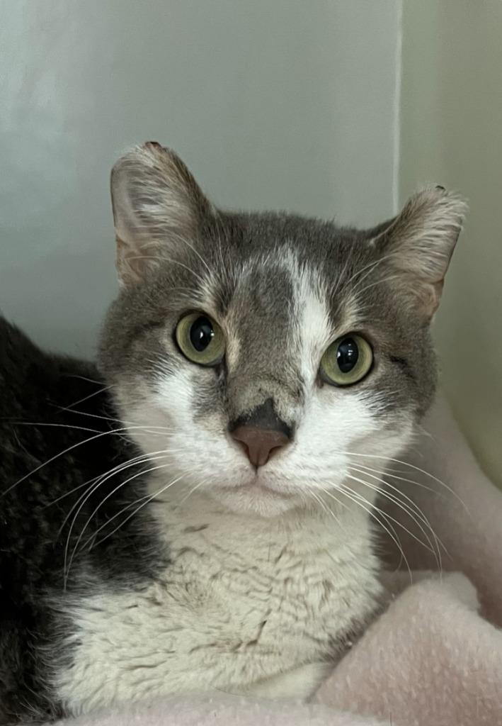 Tuesday, Adoptable, Adult Female Domestic Short Hair.