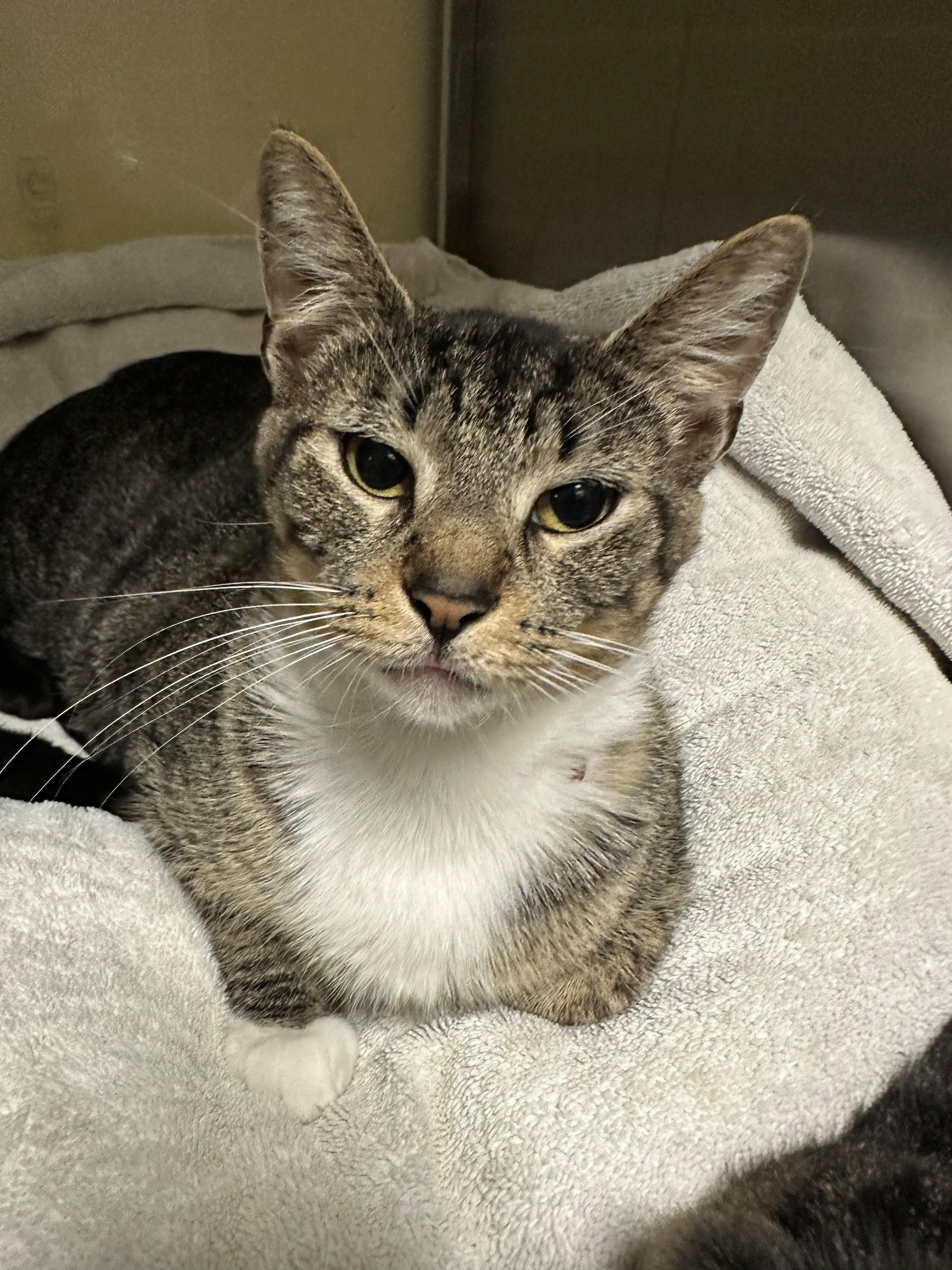 Dublin, adopted, Kitten Male Domestic Short Hair.