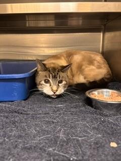 WILBUR, Adoptable, Adult Male Domestic Short Hair.