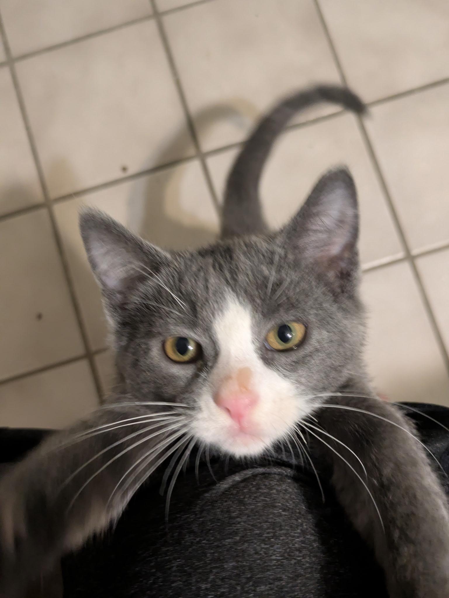 Enlarge Knickknack, a Adoptable Tuxedo in Madison, WI image 4/6