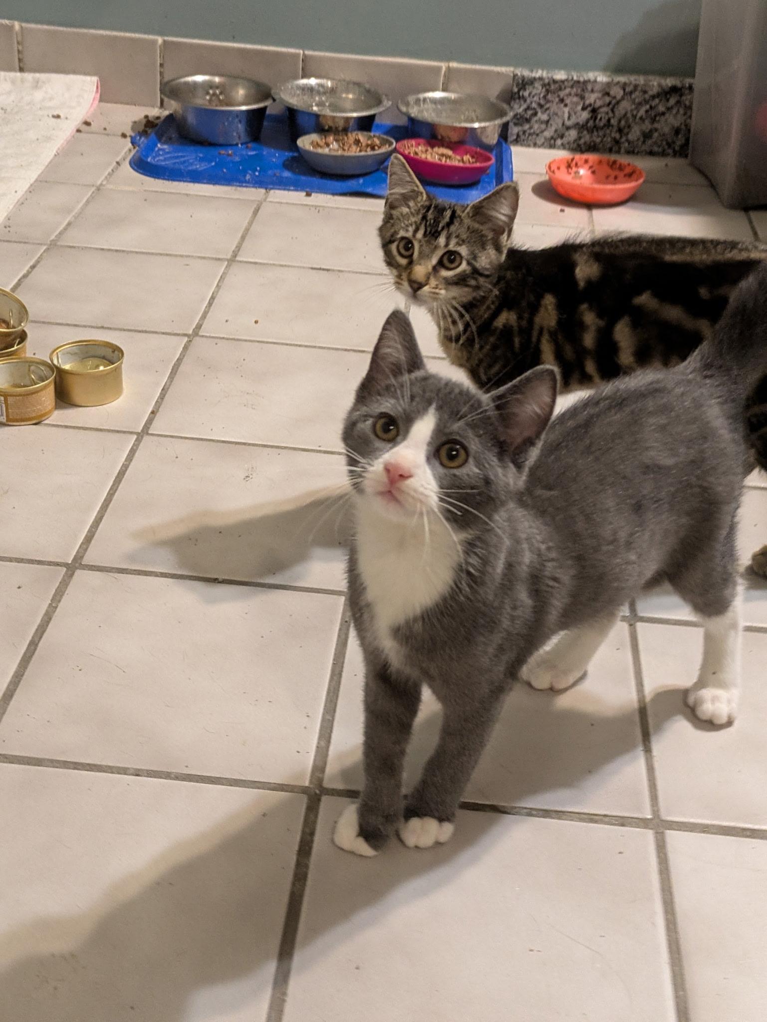 Enlarge Knickknack, a Adoptable Tuxedo in Madison, WI image 5/6