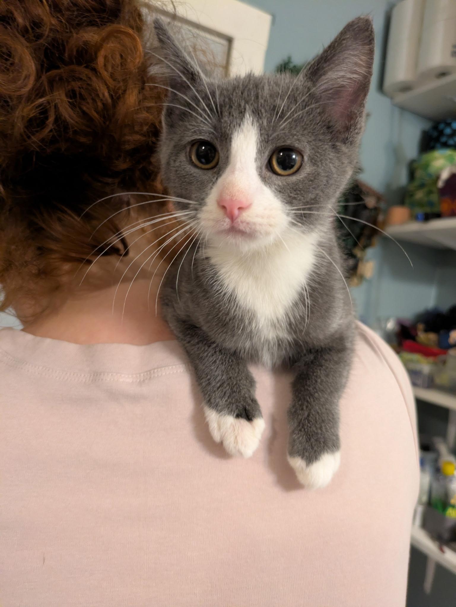Enlarge Knickknack, a Adoptable Tuxedo in Madison, WI image 1/6