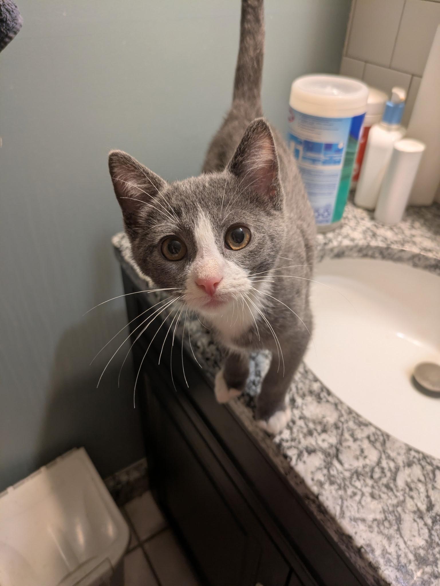 Enlarge Knickknack, a Adoptable Tuxedo in Madison, WI image 6/6