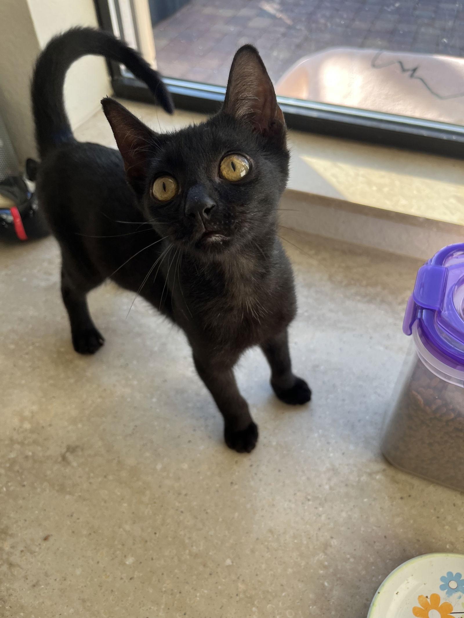 Felix, a Adoptable Domestic Short Hair in Fort Myers, FL image 1/2