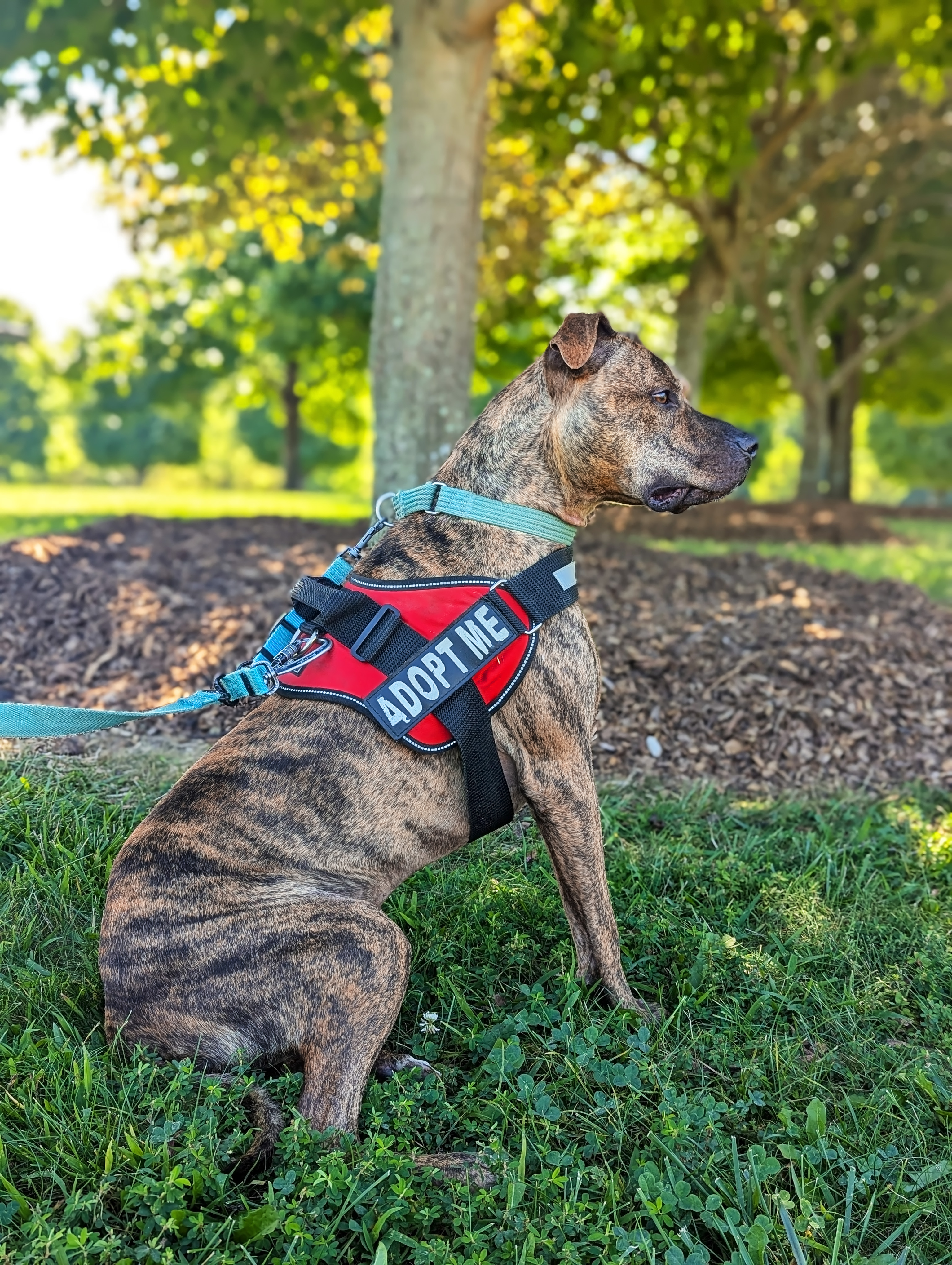 Enlarge Bruno *foster needed*, a Adoptable Pit Bull Terrier in Landenberg, PA image 4/6