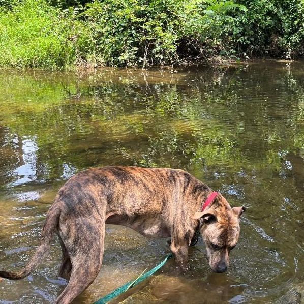 Enlarge Bruno *foster needed*, a Adoptable Pit Bull Terrier in Landenberg, PA image 5/6