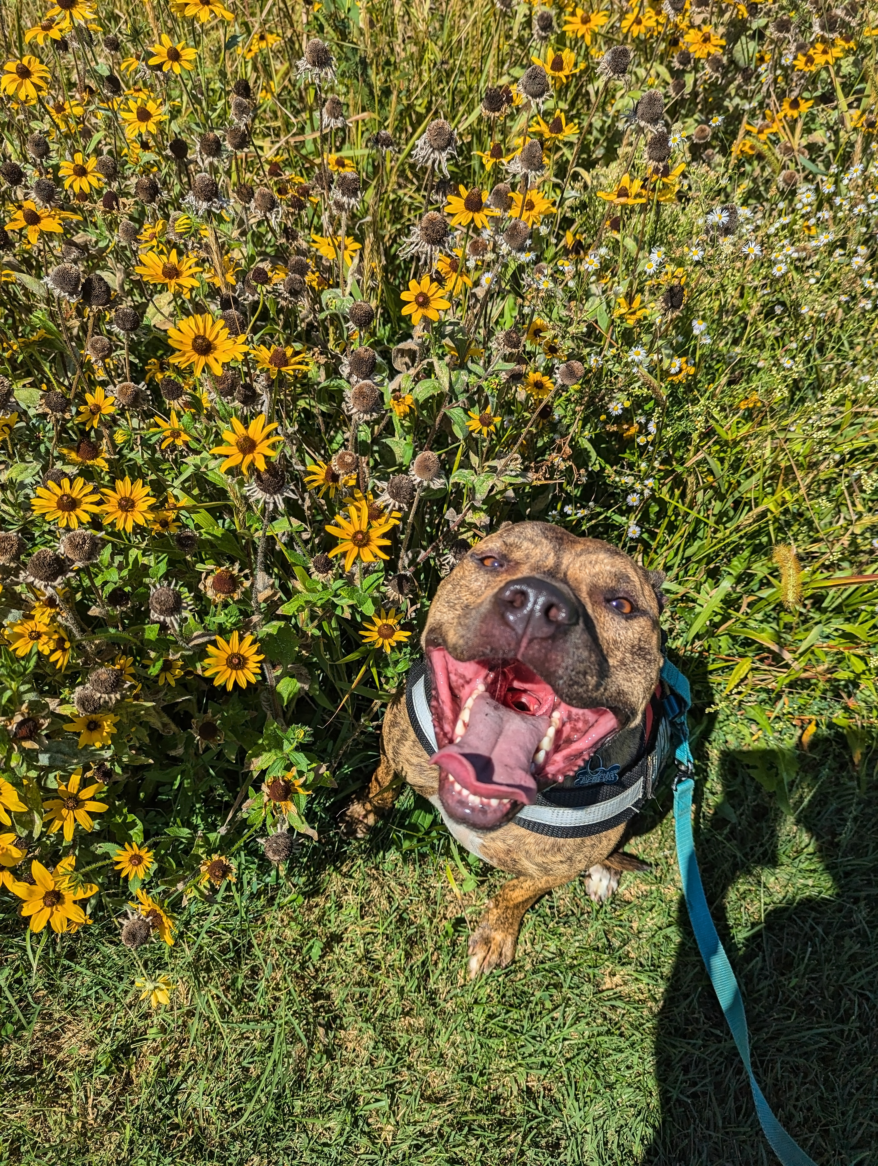 Enlarge Bruno *foster needed*, a Adoptable Pit Bull Terrier in Landenberg, PA image 3/6