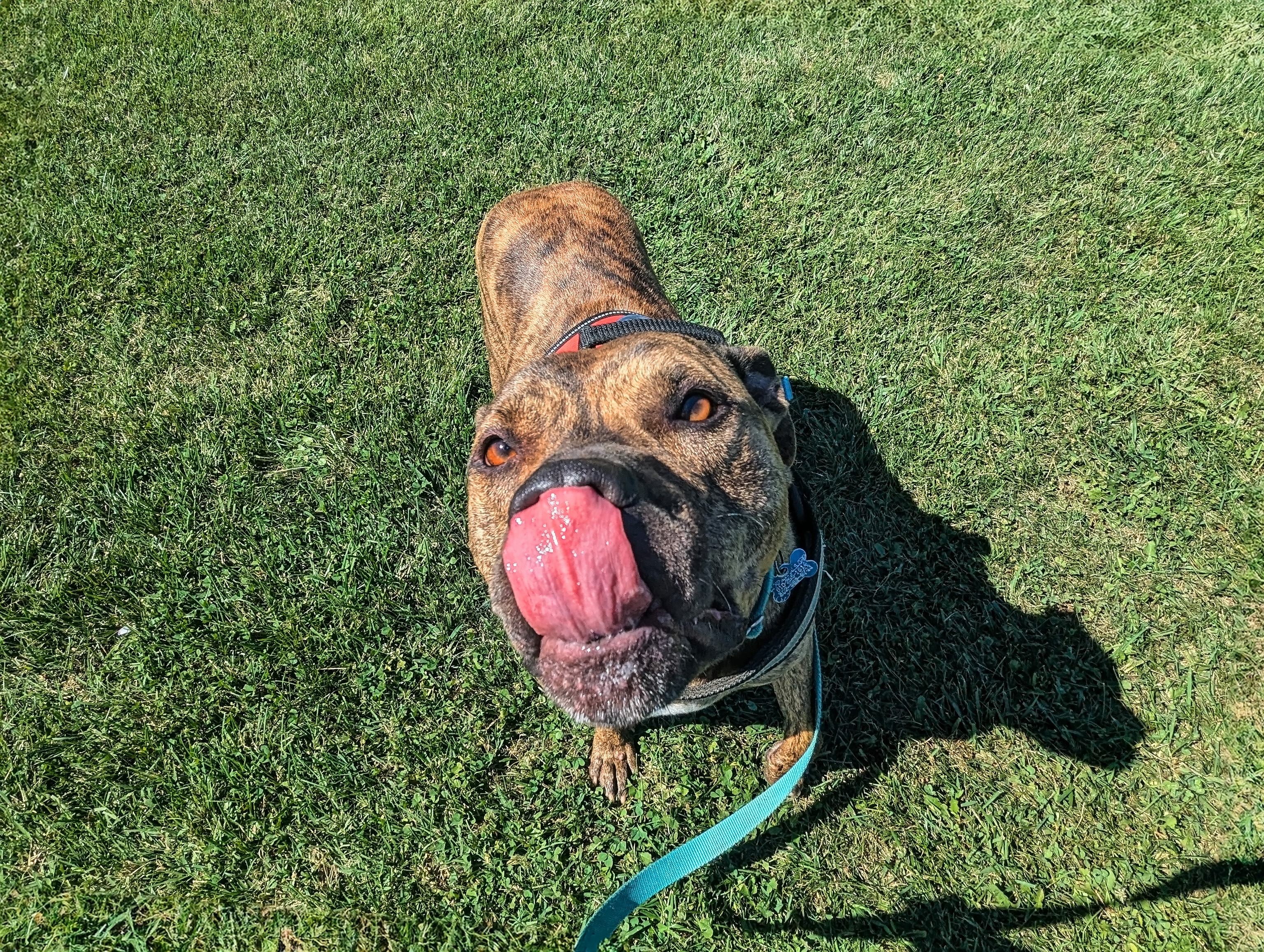 Enlarge Bruno *foster needed*, a Adoptable Pit Bull Terrier in Landenberg, PA image 2/6