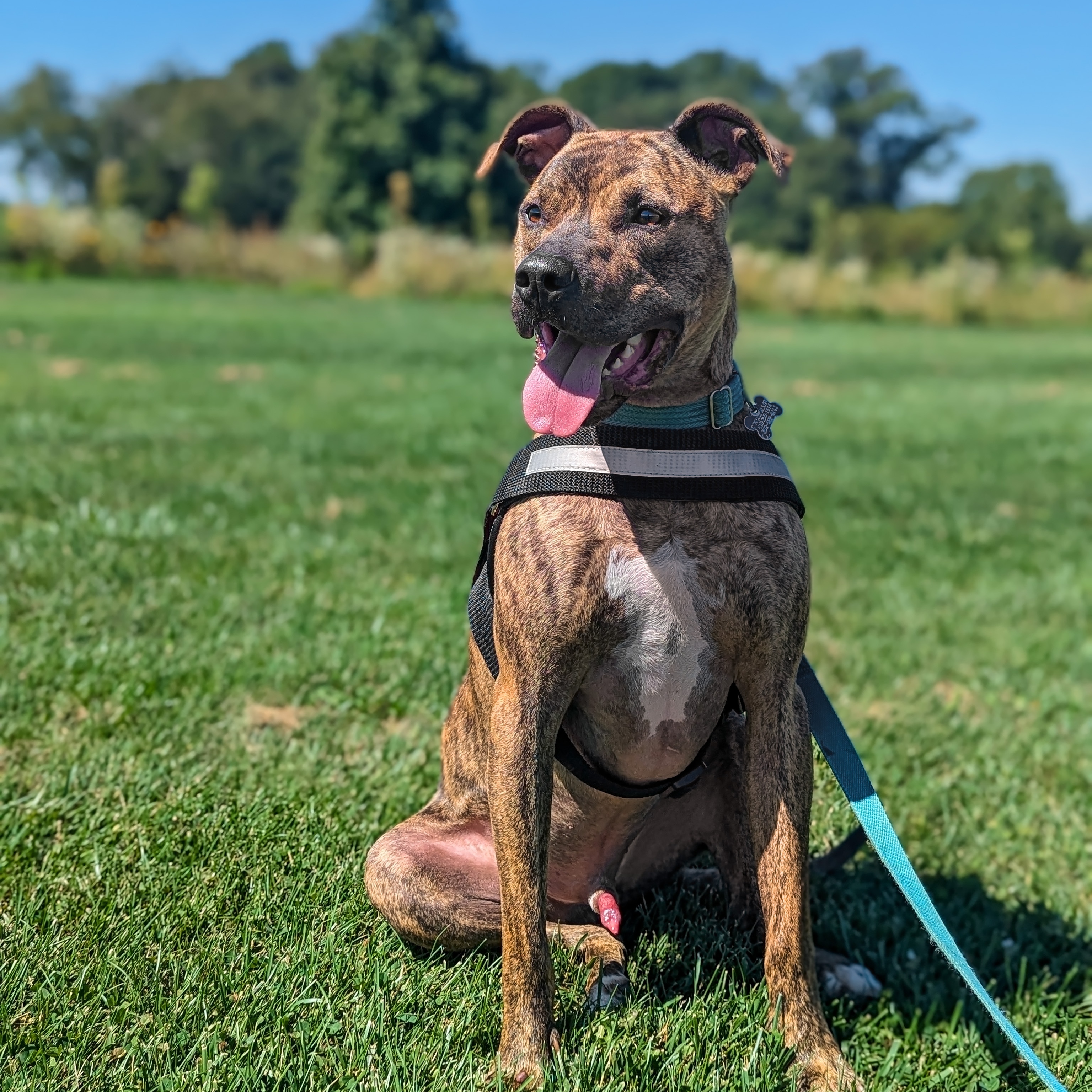 Enlarge Bruno *foster needed*, a Adoptable Pit Bull Terrier in Landenberg, PA image 1/6
