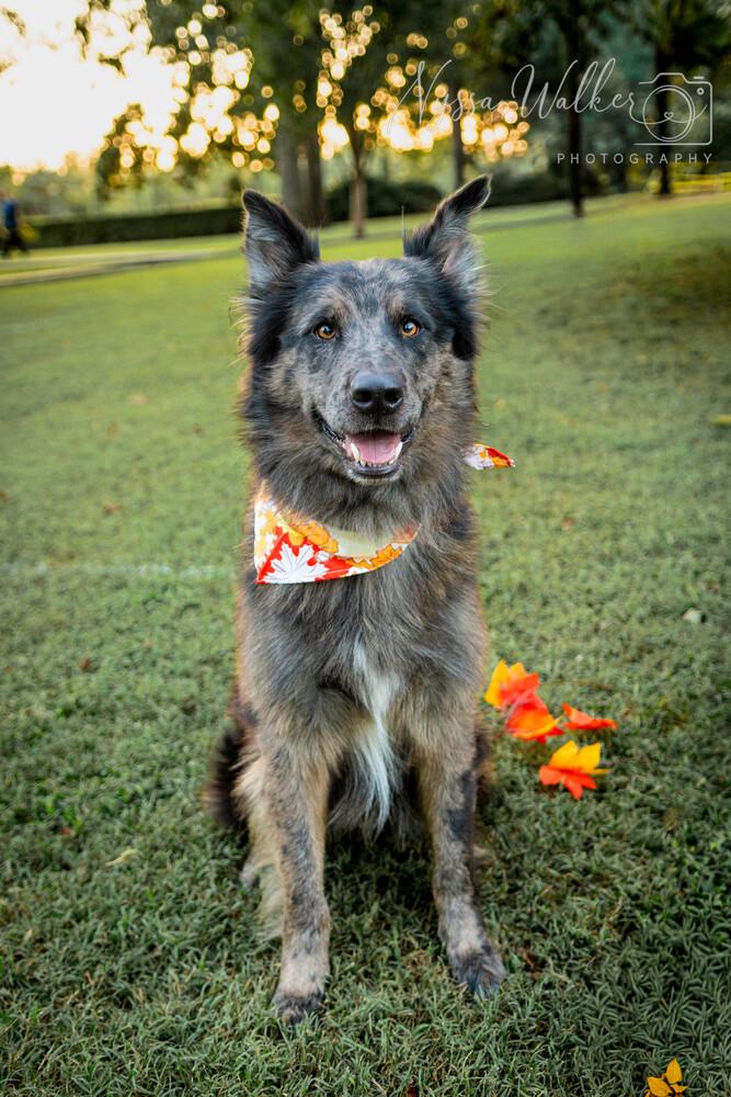 Dusk, Adoptable, Adult Male German Shepherd Dog.