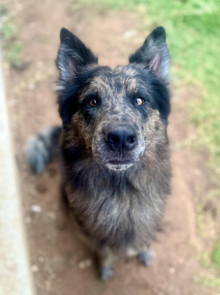 Enlarge Dusk, a Adoptable mixed breed in TULSA, OK image 2/4