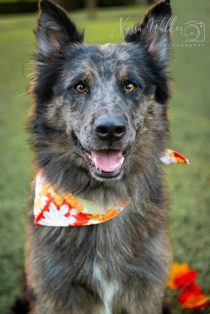 Dusk, Adoptable, Adult Male German Shepherd Dog.