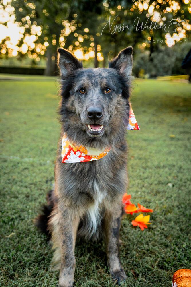 Enlarge Dusk, a Adoptable mixed breed in TULSA, OK image 4/4