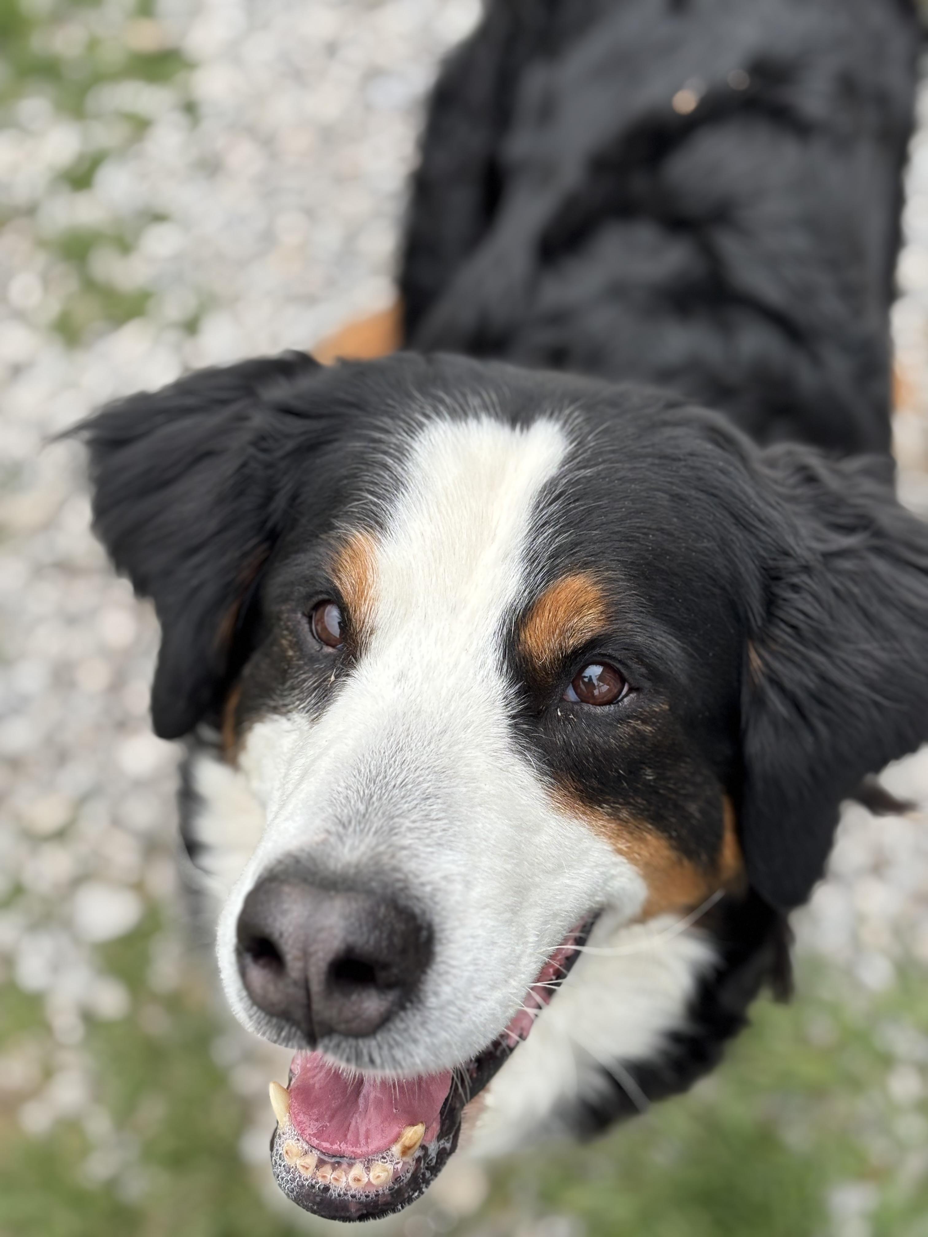Chelsea, a ADOPTABLE Bernese Mountain Dog in Cannington, ON image 1/2