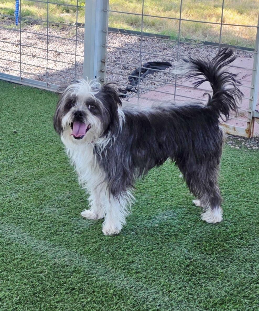 Enlarge Max, an adopted mixed breed in El Paso, TX image 1/6