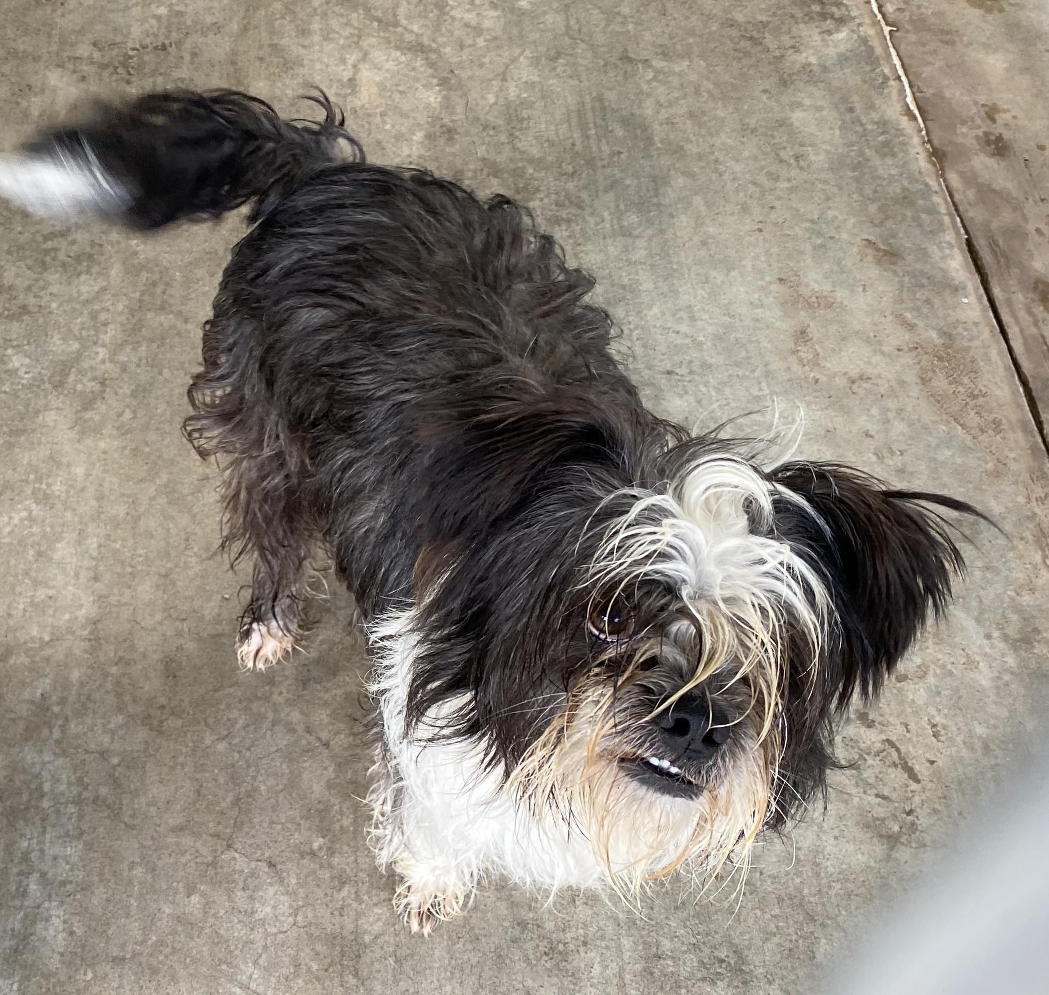 Enlarge Max, an adopted mixed breed in El Paso, TX image 4/6
