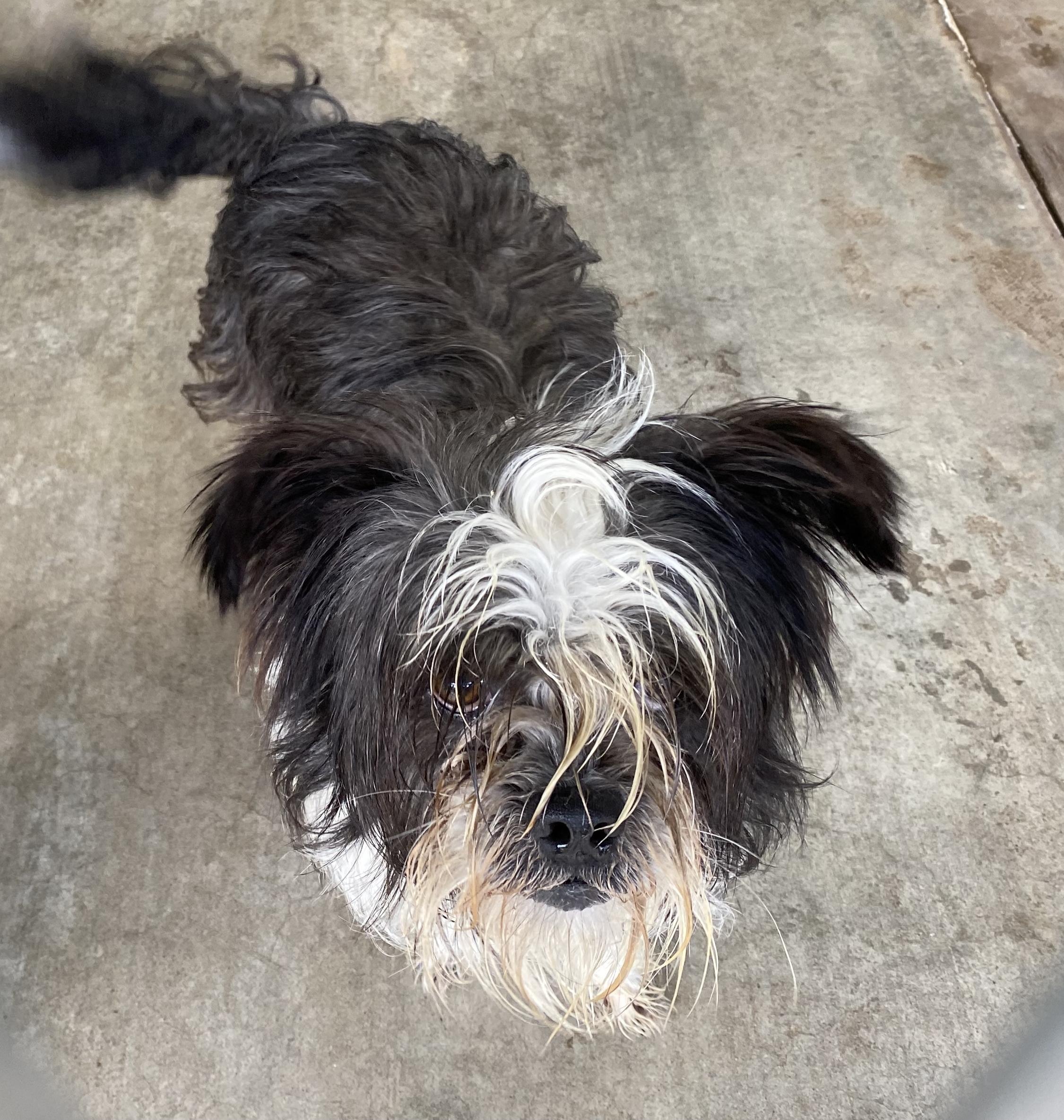 Enlarge Max, an adopted mixed breed in El Paso, TX image 5/6