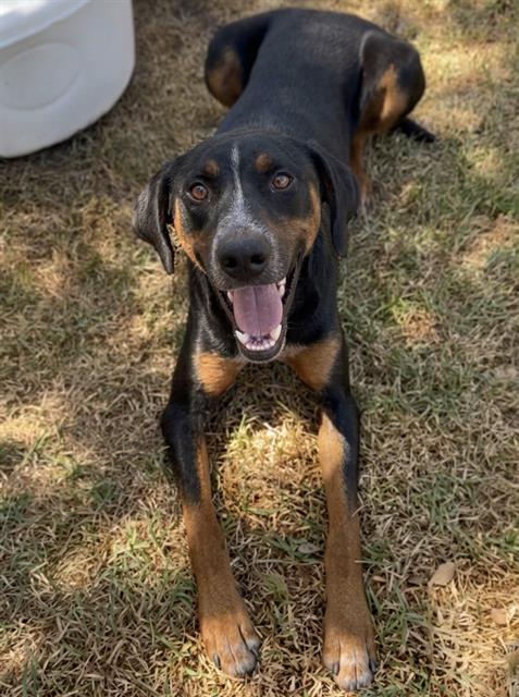 Enlarge RICKY, a Adoptable mixed breed in Riverside, CA image 1/1